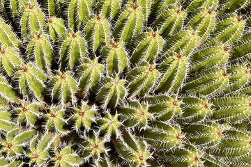 Overhead of Cacti and Thorns for Backgrounds