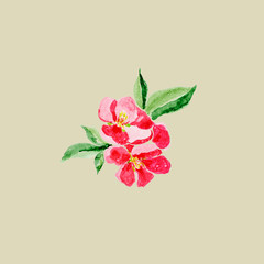 Japanese style. Botanical watercolor illustration of Red quince flower in blossom isolated on olive background with description
