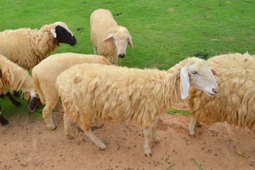 Fototapeta premium Thai local sheep