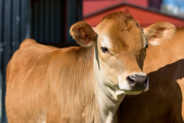 Portrait of young Jersey cattle on a farm on a sunny day.