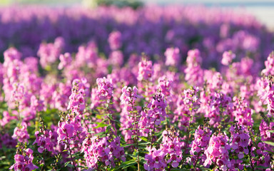 Obraz premium Colorful Flowers of crimson antirrhinum (snapdragon) flower.