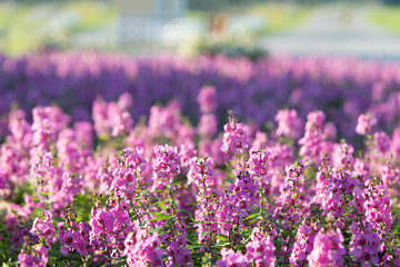 Obraz premium Colorful Flowers of crimson antirrhinum (snapdragon) flower.