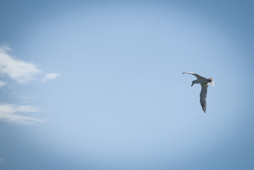 Flight in the blue