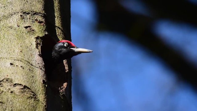 Schwarzspecht M&auml;nnchen schaut aus Bruth&ouml;hle, Fr&uuml;hling