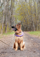 Portrait of Young Fluffy German Shepherd Dog in the Forest. Walks With Pets Outdoor.