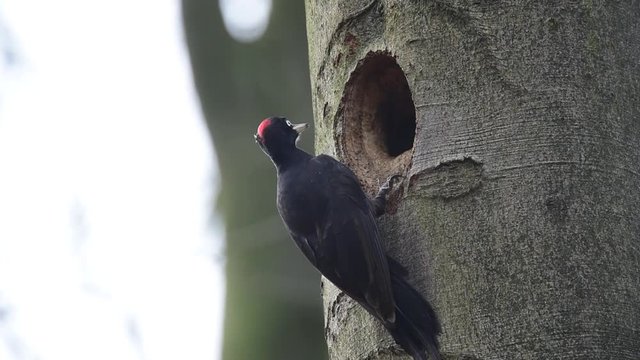 Schwarzspecht Weibchen ruft an Bruth&ouml;hle, Fr&uuml;hjahr