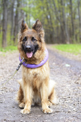 Portrait of Young Fluffy German Shepherd Dog in the Forest. Walks With Pets Outdoor.