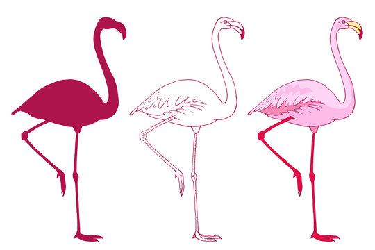 Set of vector pink flamingo bird illustration. Hand drawn sketch with the wild animal in color, outlines, silhouette