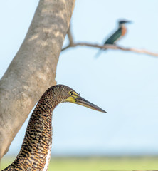 Marble tiger bittern is waiting in ambush - Los Llanos, El Cedral, Venezuela, South America.