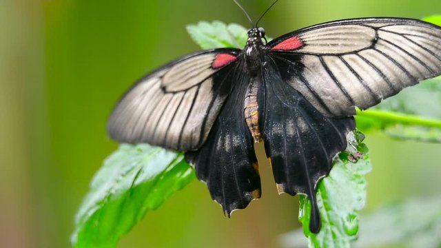 Butterfly on a green leaf - Papilio lowii

