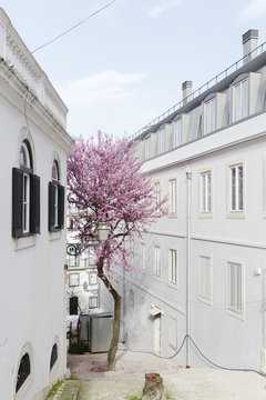 cherry blossom between buildings in lisbon