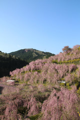 枝垂れ桜の山