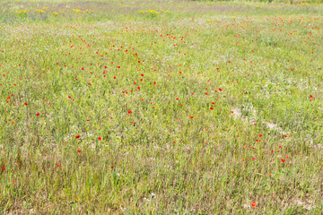 poppies in a green field