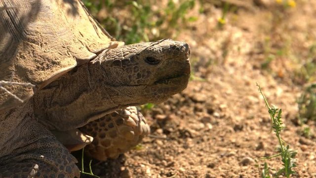 Wild Desert Tortoise Closeup of Gopherus Agassizii in Mojave California