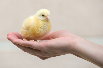 little chick in human's hand