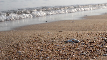 浜辺