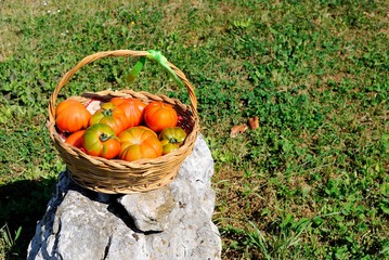 Cesto di pomodori su una roccia