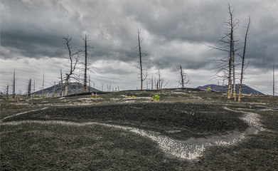 Dead wood strewn with volcanic ash during an eruption in 1975, a breakthrough in the northern slope...