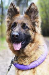 Portrait of Young Fluffy German Shepherd Dog in the Forest. Walks With Pets Outdoor.