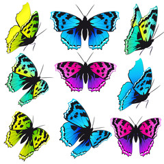 beautiful color butterflies,set, isolated  on a white