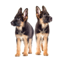 Puppy looking