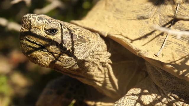 Wild Desert Tortoise Closeup of Gopherus Agassizii in Mojave California