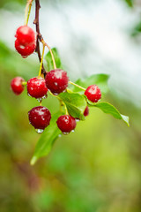 Tasty ripe cherries with raindrops
