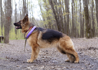 Portrait of Young Fluffy German Shepherd Dog in the Forest. Walks With Pets Outdoor.