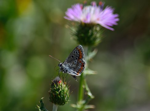 Small butterfly of colors on floral bud of wild thistle