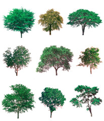 Fototapeta premium Collection of tree on white background. (for gardening)