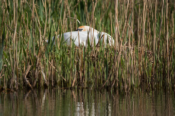 Mute Swan, Swans - female on the nest.