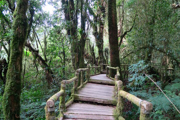 nice walking way with steps through the forest