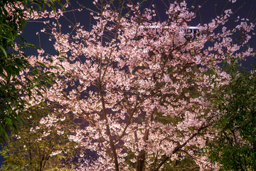 春の目黒川　ライトアップされた夜桜