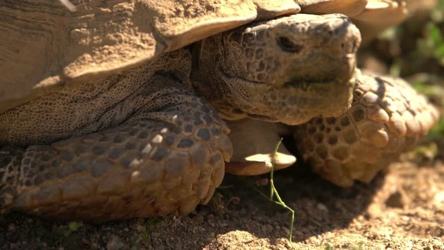 Wild Desert Tortoise Closeup of Gopherus Agassizii in Mojave California