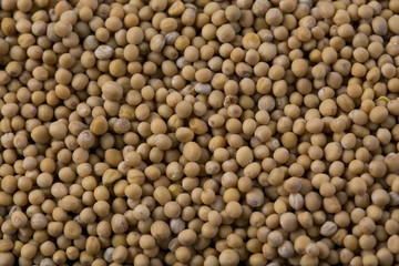 Yellow mustard seed background.