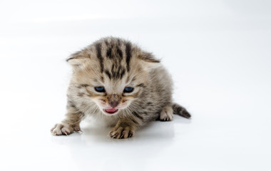 Cat. Little newborn kitten on white background