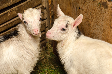 Portrait of a goat in a barn. Photo of animals in the natural environment