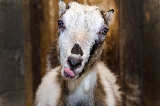 Portrait of a goat in a barn. Photo of animals in the natural environment