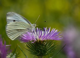 Closeup of beautiful white butterfly on wild thistle 