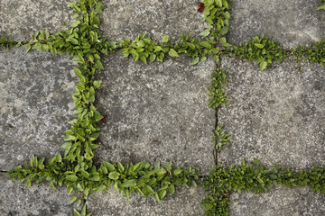 pavement tiles and green grass background