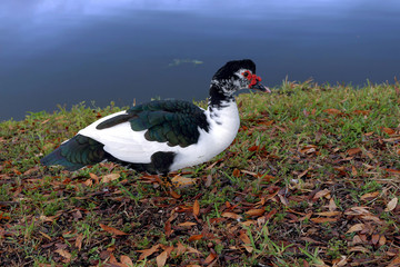 Muscovy Duck, red fleshy warts around the beak 
