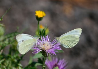 Two white butterflies sharing a splendid thistle flower