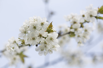 Weiße Kirschblüten an einem Ast im Frühling