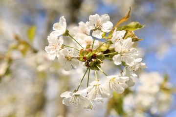 Weiße Kirschblüten an einem Ast im Frühling