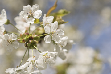 Weiße Kirschblüten an einem Ast im Frühling