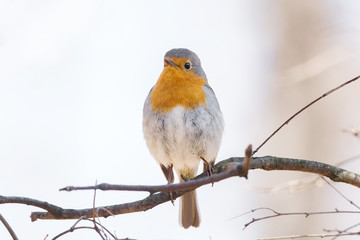 robin on a branch