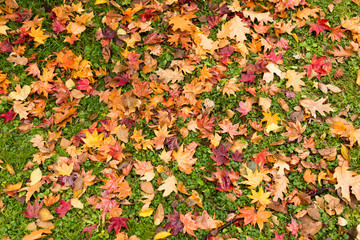 Naklejka na ściany i meble Maple leaves on ground