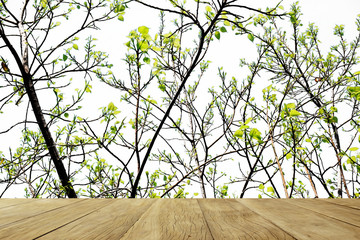 Emply top wooden table on green tree on white background