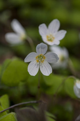 Wood Sorrel (Oxalis acetosella) in flower in early spring.