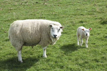 sheep and lamb looking at me!